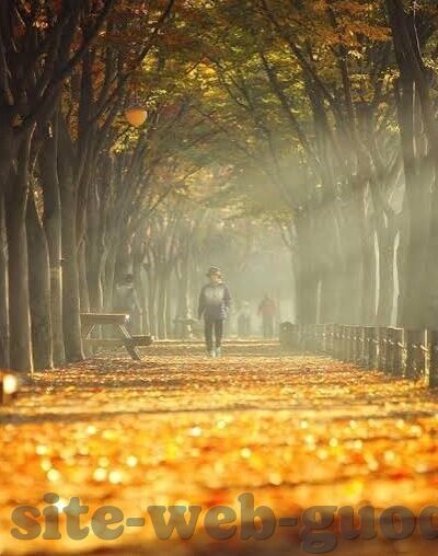 日韩一区二区在线网站-探索日韩文化与网络交流的新窗口，一区二区在线平台的多元视角
